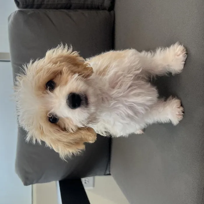Male Cavachon puppy named Allen for sale at Waggles Charlotte.