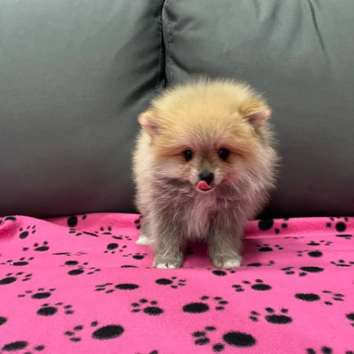 Male Pomeranian puppy named Phoenix for sale at Waggles Charlotte.
