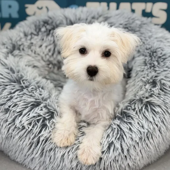 Male Maltese puppy named Parker for sale at Waggles Charlotte.