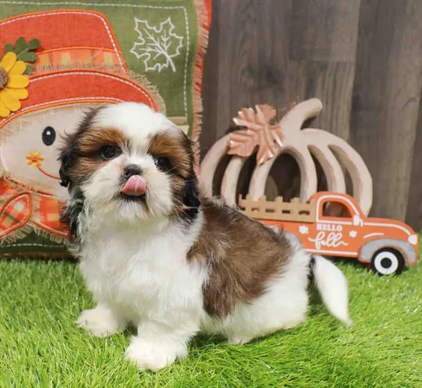Female Shih Tzu puppy named Harissa for sale at Waggles Greensboro.