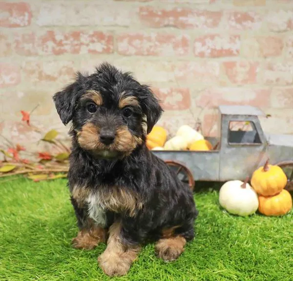 Female Yorkie puppy named Lena for sale at Waggles Raleigh.