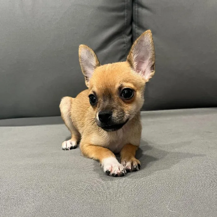 Female Chihuahua puppy named Sonya for sale at Waggles Charlotte.