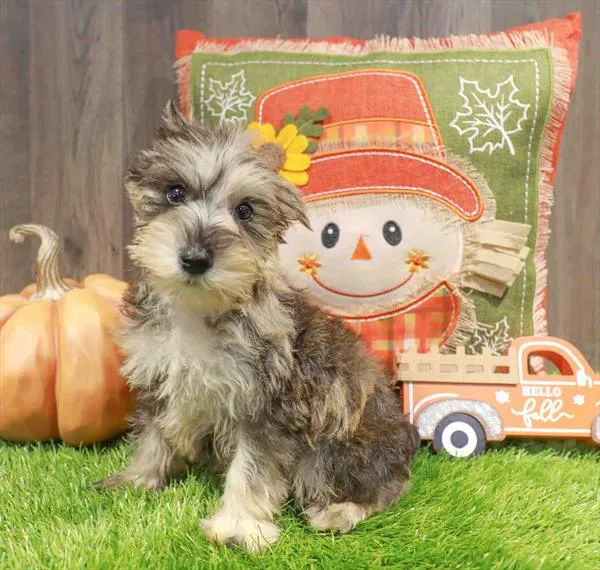 Female Mini Schnauzer puppy named Salem for sale at Waggles Charlotte.
