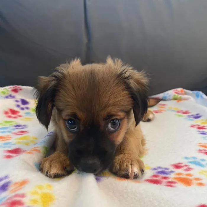 Male Chiweenie puppy named Jameson for sale at Waggles Charlotte.