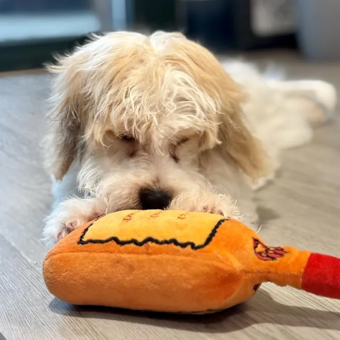 Male Cavachon puppy named Marcus for sale at Waggles Greensboro.