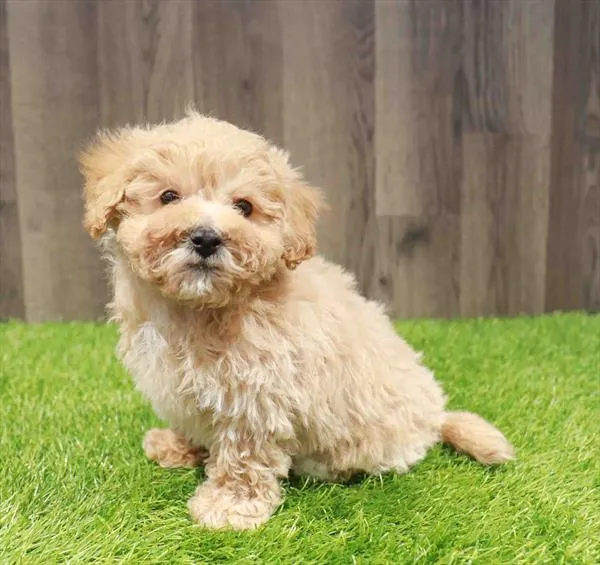 Male Maltipoo puppy named Clint for sale at Waggles Charlotte.