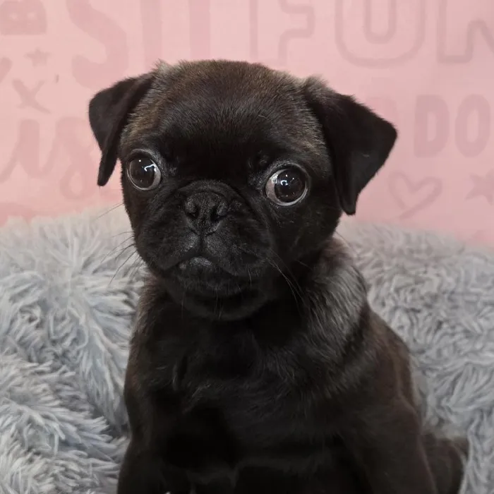 Female Pug puppy named Dorothy for sale at Waggles Raleigh.