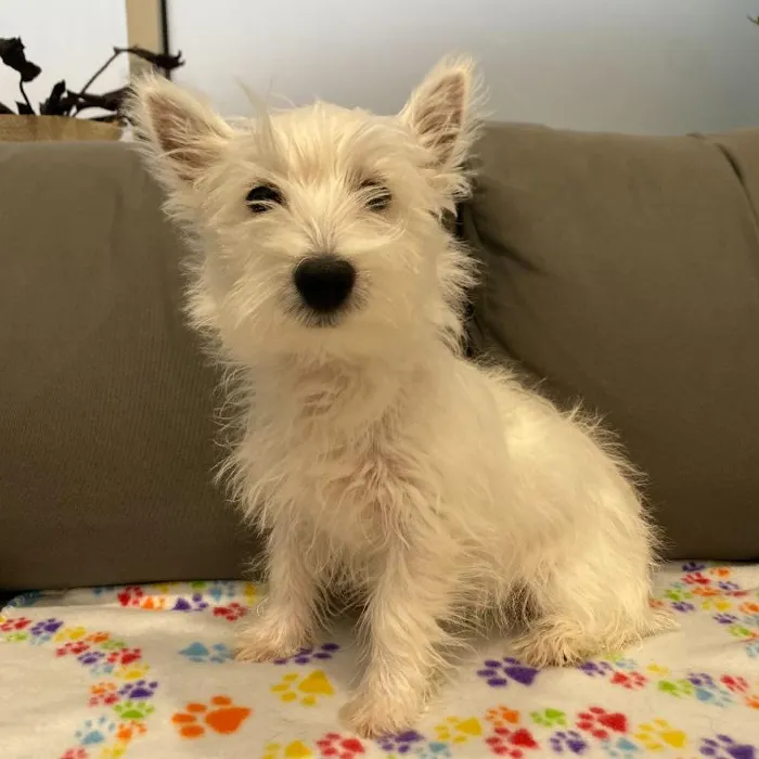 Female West Highland White Terrier puppy named Eliza for sale at Waggles Charlotte.