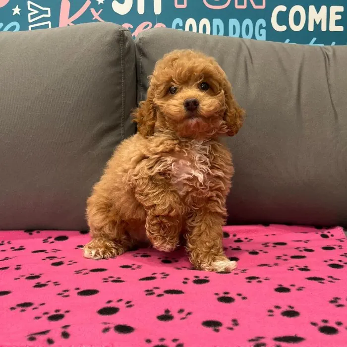Female Mini Goldendoodle 2Nd Gen puppy named Daphne for sale at Waggles Charlotte.