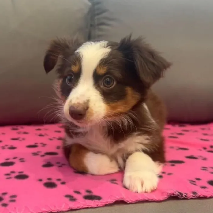 Female Mini Aussie puppy named Roan for sale at Waggles Charlotte.
