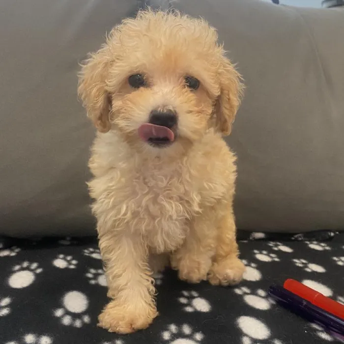 Male Poodle puppy named Ken for sale at Waggles Charlotte.