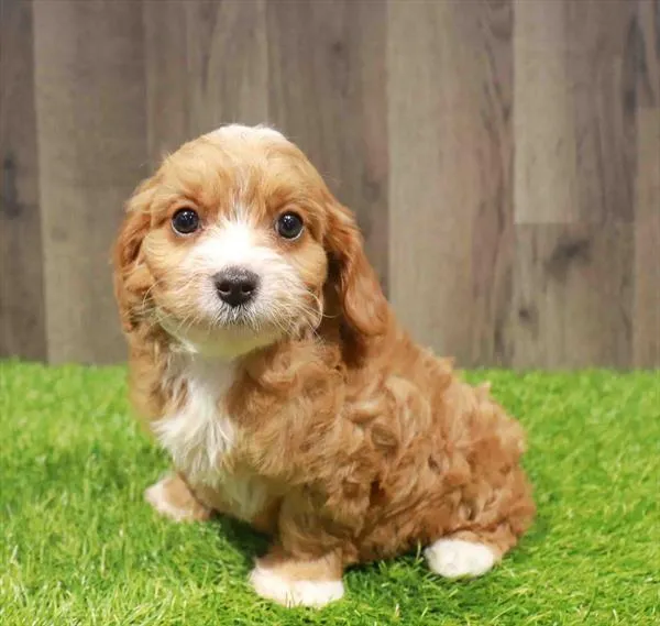 Male Cavapoo puppy named Jeremy for sale at Waggles Charlotte.