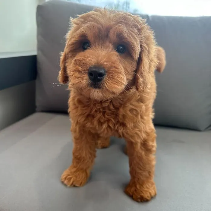 Female Mini Goldendoodle puppy named Ruth for sale at Waggles Charlotte.