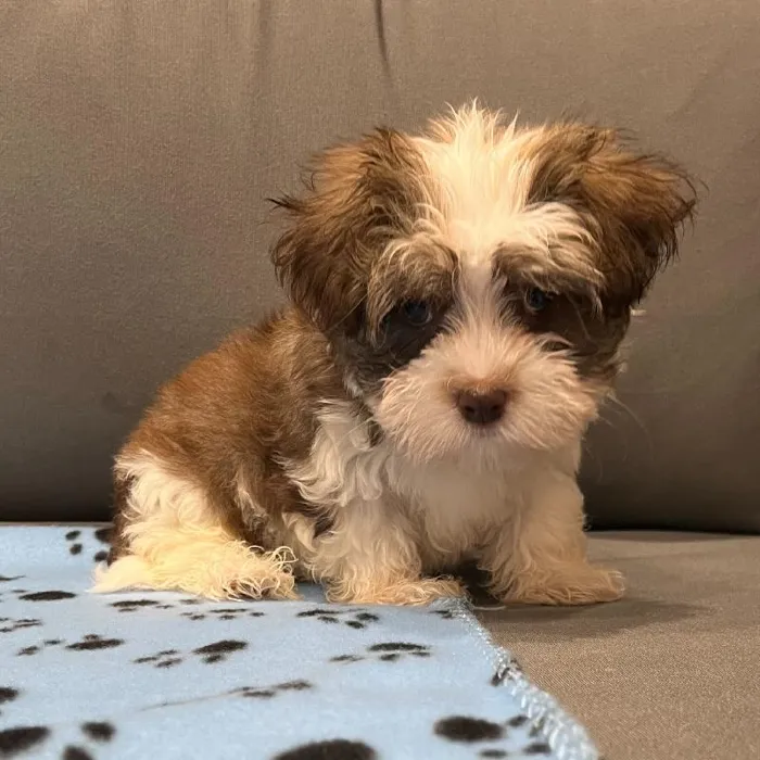 Male Havanese puppy named Albert for sale at Waggles Charlotte.