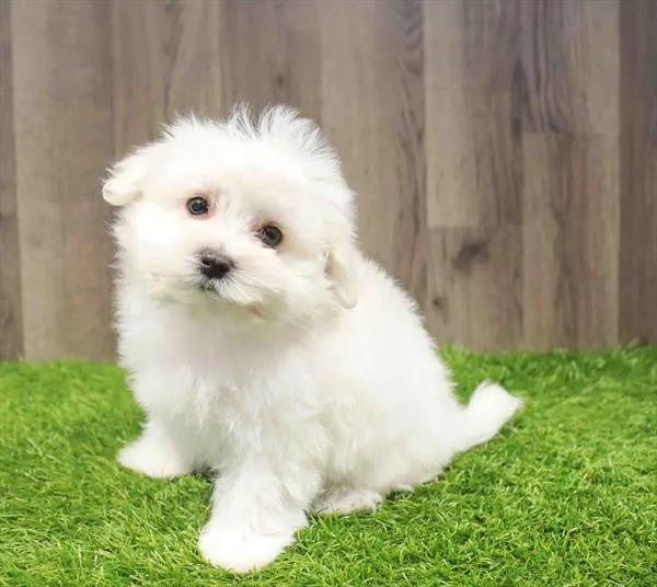 Male Maltese puppy named Flynn for sale at Waggles Greensboro.