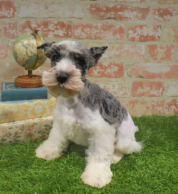 Male Mini Schnauzer puppy named Alexander for sale at Waggles Charlotte.