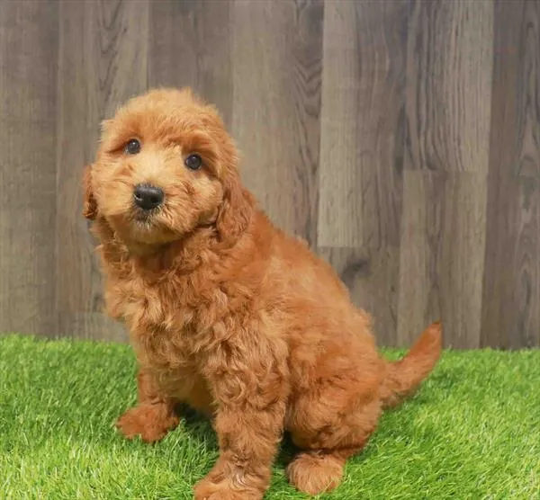 Female Mini Goldendoodle puppy named Ruth for sale at Waggles Charlotte.