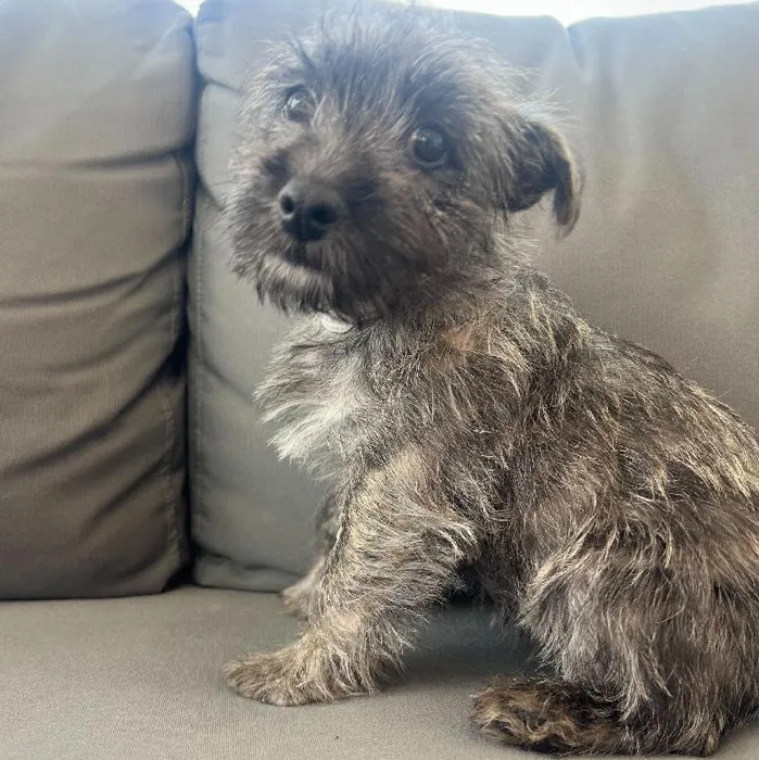 Female Cairn Terrier puppy named Robyn for sale at Waggles Charlotte.