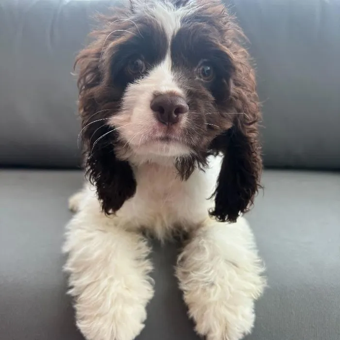 Female Cocker Spaniel puppy named Dolores for sale at Waggles Charlotte.