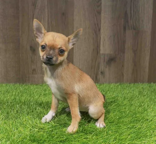 Female Chihuahua puppy named Sonya for sale at Waggles Charlotte.