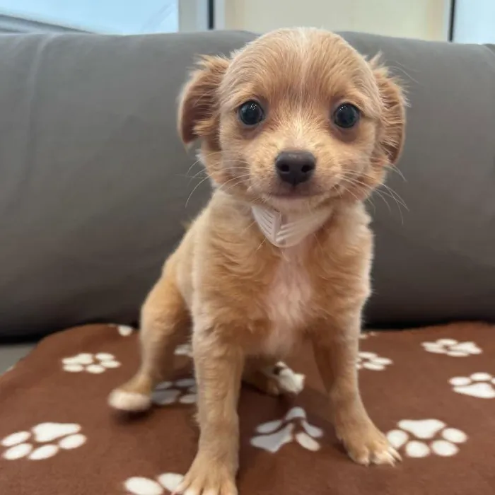 Male Chihuahua puppy named Harris for sale at Waggles Charlotte.
