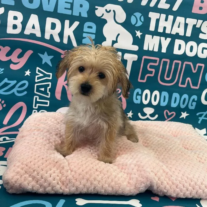 Male Morkie puppy named Snoop for sale at Waggles Charlotte.