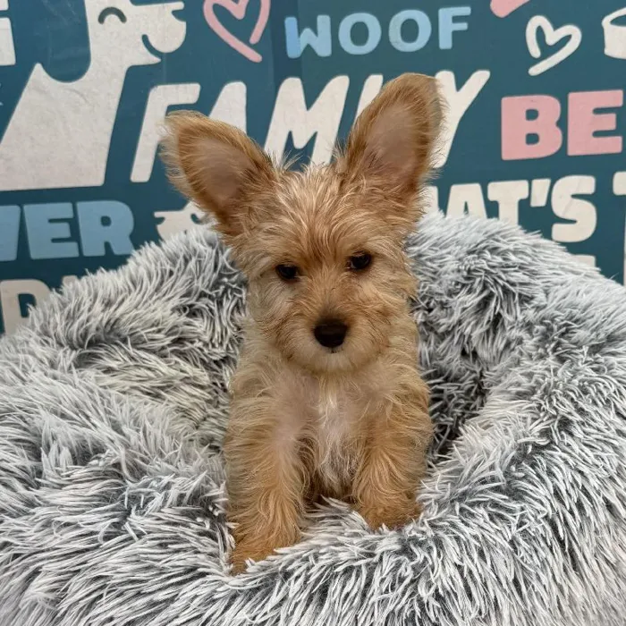Male Yorkie-Poo puppy named Atlas for sale at Waggles Charlotte.
