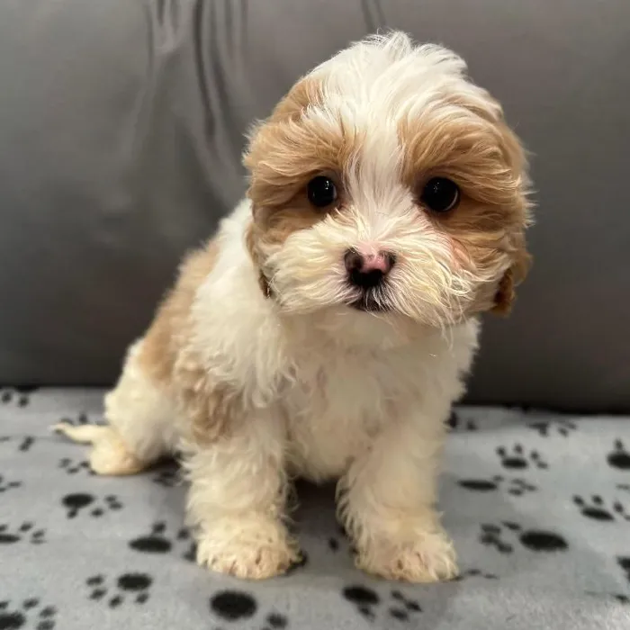 Female Shipoo puppy named Mina for sale at Waggles Charlotte.