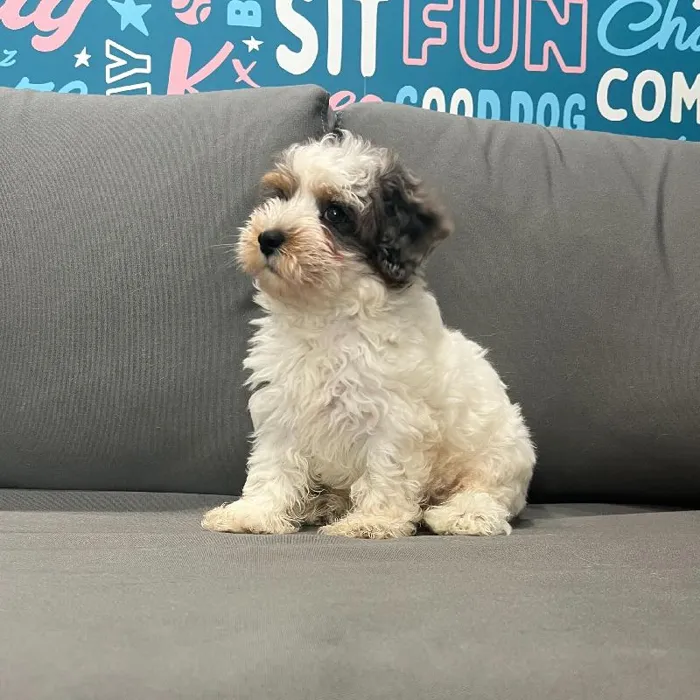 Male Schnoodle puppy named Mick for sale at Waggles Charlotte.
