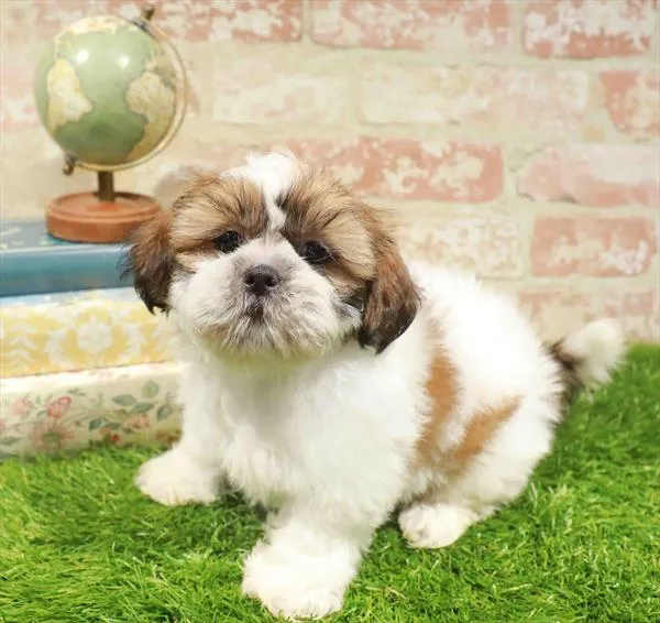 Male Shih Tzu puppy named Jacob for sale at Waggles Charlotte.