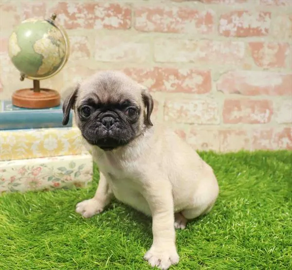 Male Pug puppy for sale at Waggles Greensboro.