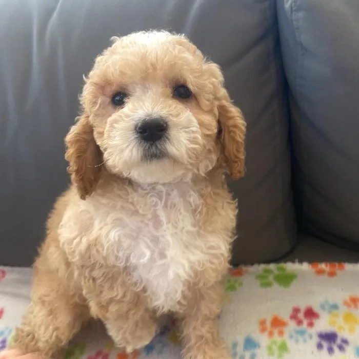 Male Cavapoo puppy named Simon for sale at Waggles Charlotte.