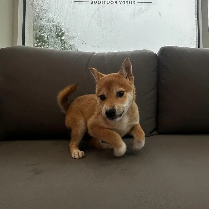 Male Shiba Inu puppy named Koda for sale at Waggles Charlotte.