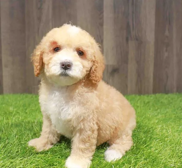 Male Cavapoo puppy named Simon for sale at Waggles Charlotte.