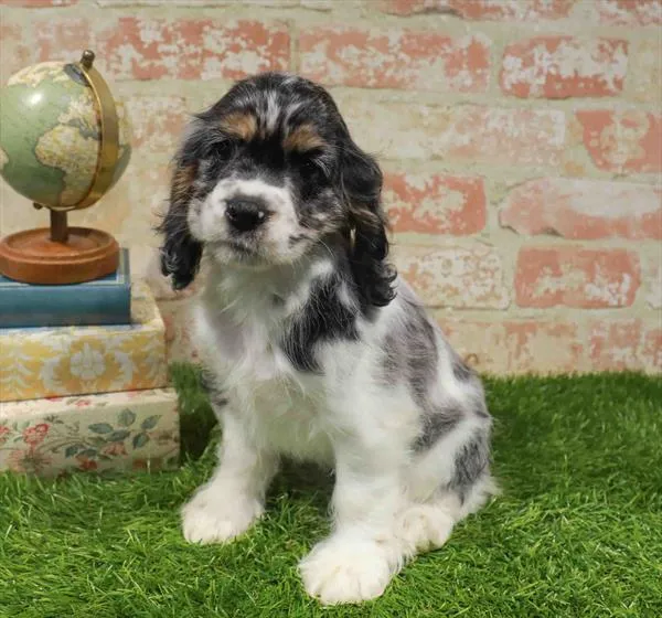 Female Cocker Spaniel puppy named Roan for sale at Waggles Raleigh.