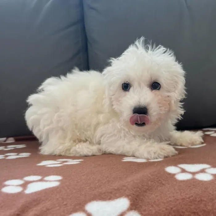 Male Bichon puppy named Isaac for sale at Waggles Charlotte.