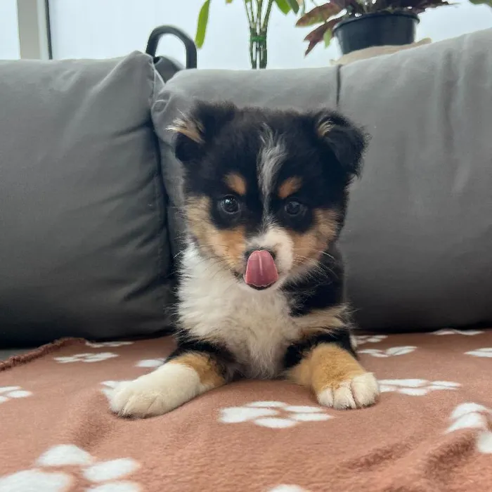 Female Mini Aussie puppy named Lassie for sale at Waggles Charlotte.