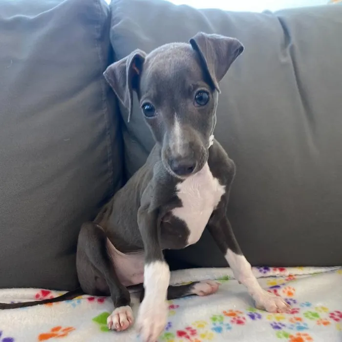 Male Italian Greyhound puppy named Sawyer for sale at Waggles Charlotte.