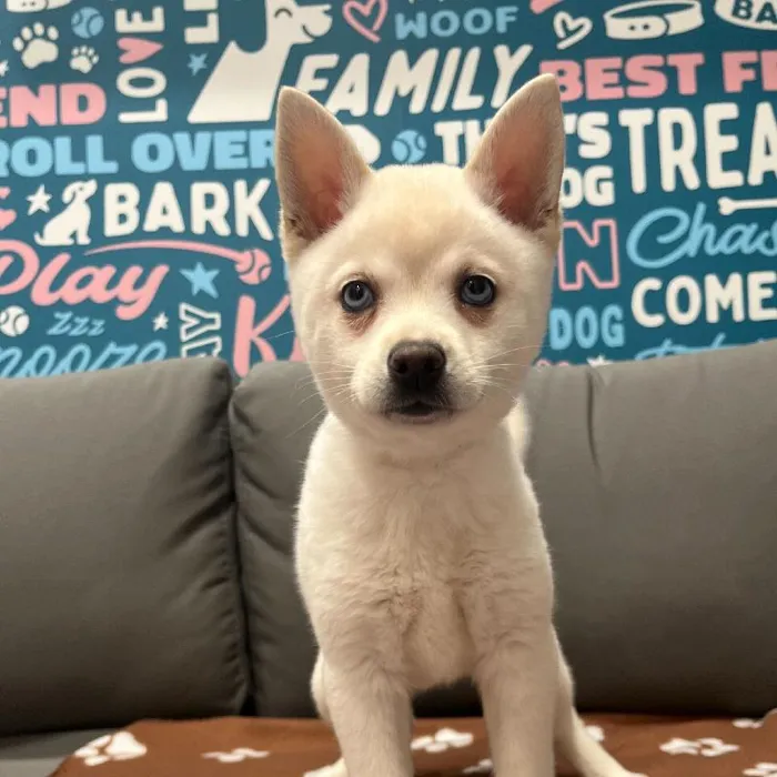 Female Alaskan Klee Kai puppy named Aspen for sale at Waggles Charlotte.