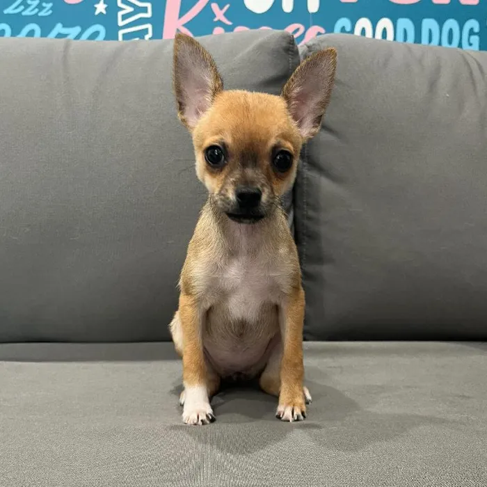 Female Chihuahua puppy named Sonya for sale at Waggles Charlotte.
