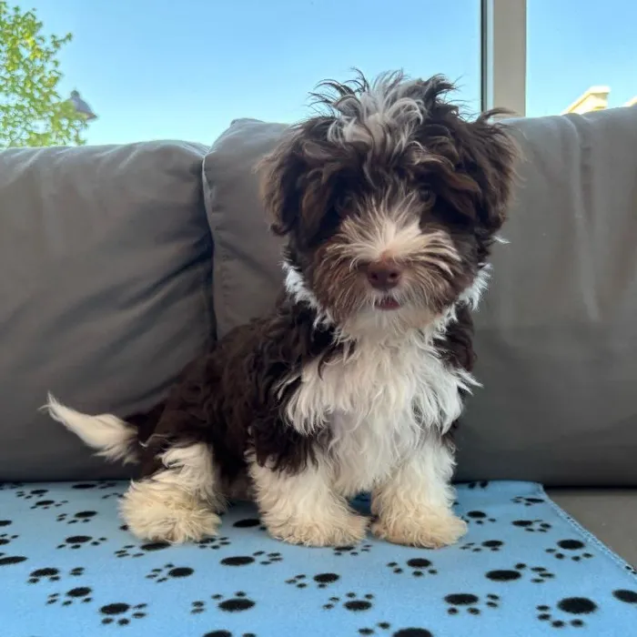 Male Havanese puppy named Scooter for sale at Waggles Charlotte.