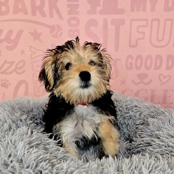 Female Morkie puppy named Elaine for sale at Waggles Raleigh.