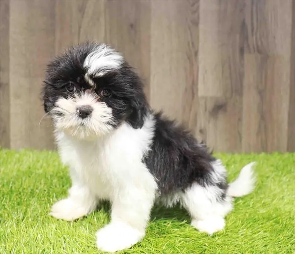 Female Teddy Bear puppy named Callie for sale at Waggles Charlotte.