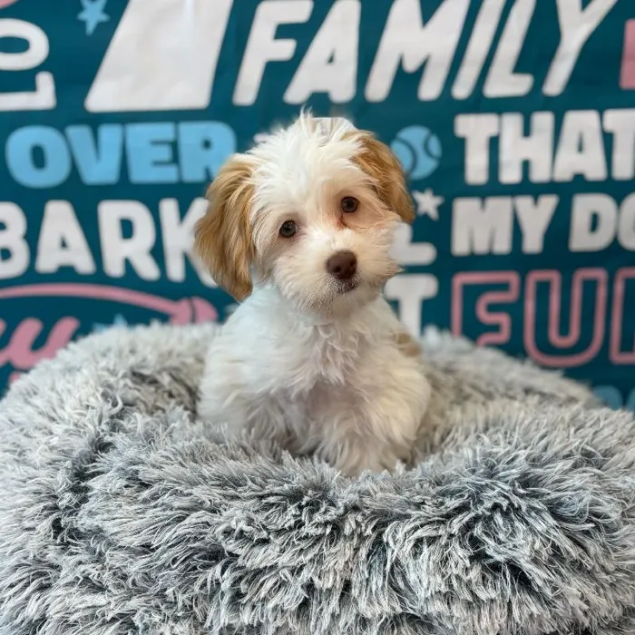 Female Havanese puppy named Ember for sale at Waggles Charlotte.