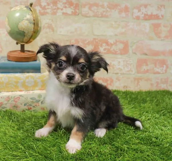 Male Chihuahua puppy named Milo for sale at Waggles Raleigh.