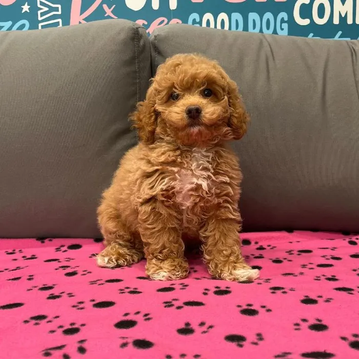 Female Mini Goldendoodle 2Nd Gen puppy named Daphne for sale at Waggles Charlotte.
