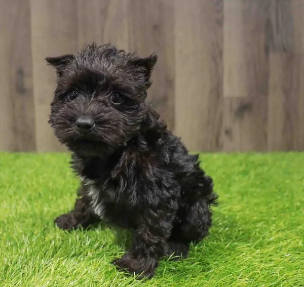 Female Mini Schnauzer puppy named Pepper for sale at Waggles Greensboro.