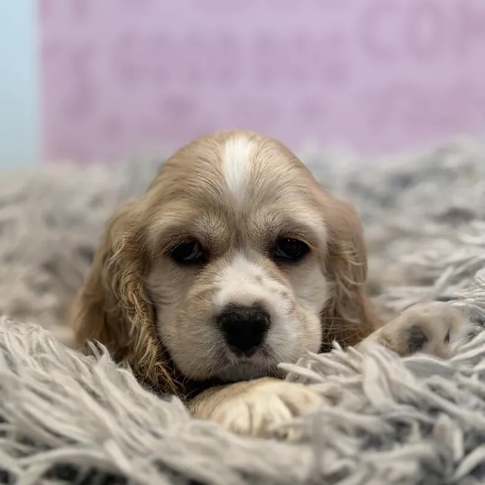 Male Cocker Spaniel puppy named Butterscotch for sale at Waggles Greensboro.