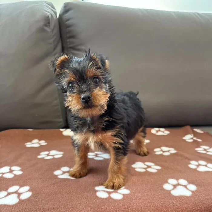 Female Yorkie puppy named Lydia for sale at Waggles Charlotte.