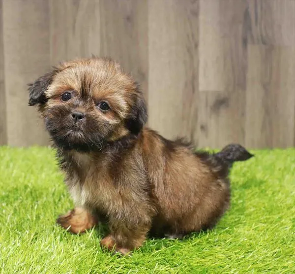 Female Shih Tzu puppy named Greta for sale at Waggles Charlotte.